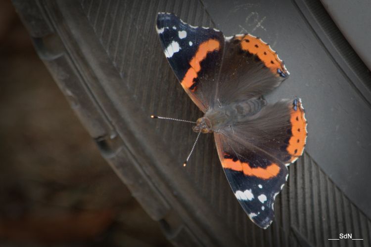 Fonds d'cran Animaux Insectes - Papillons 