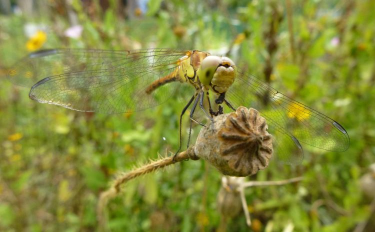 Fonds d'cran Animaux Insectes - Libellules Sympétrum strié