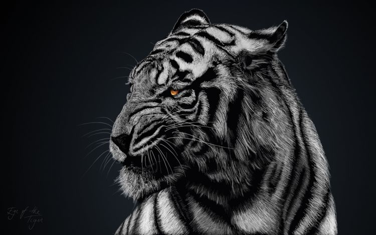 Fonds d'cran Animaux Flins - Tigres Wallpaper N353160