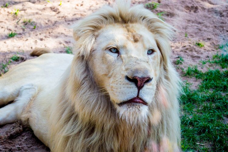 Fonds d'cran Animaux Flins - Lions Au Zoo