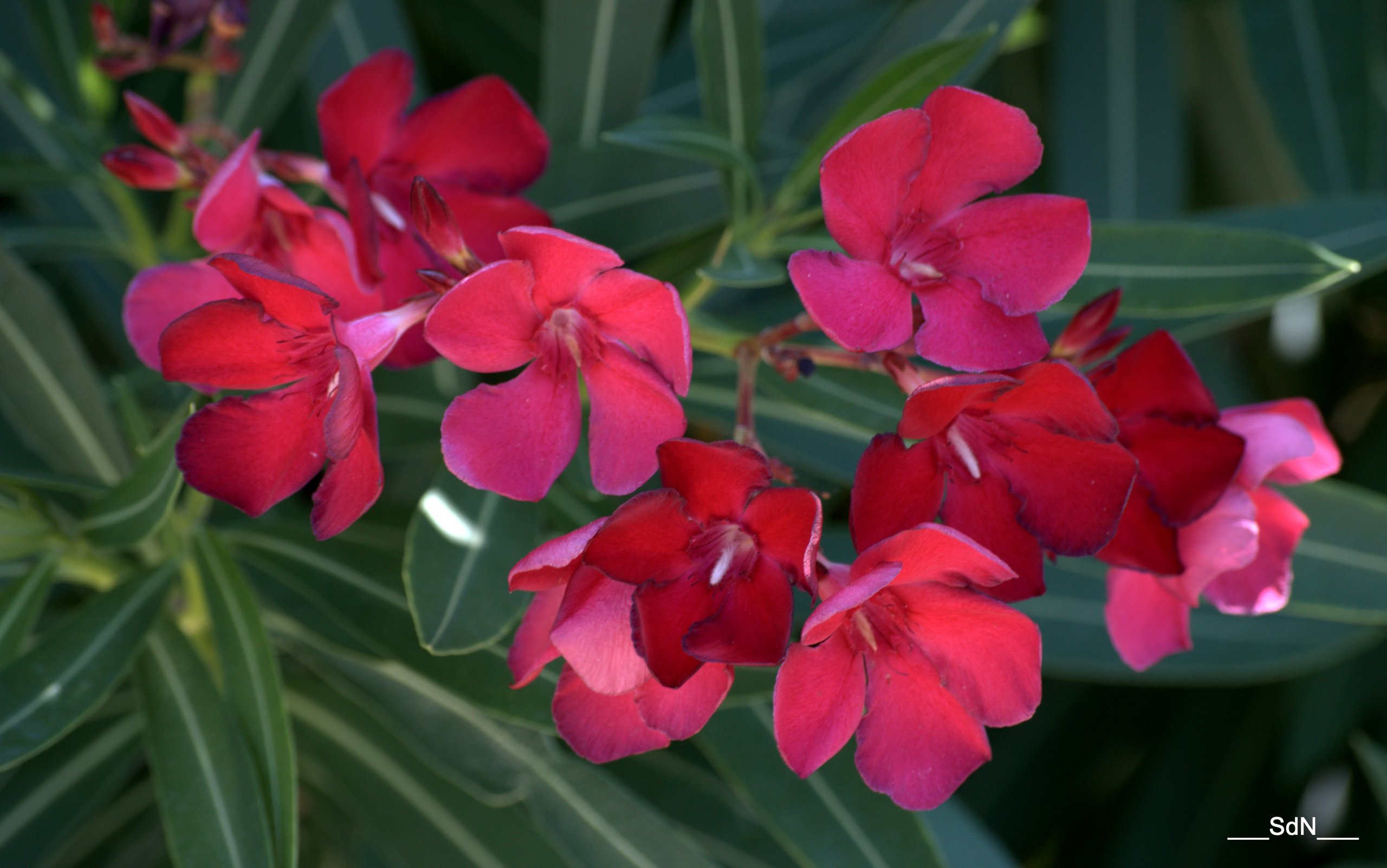 Fonds d'cran Nature Fleurs "LES FLEURS DES VILLES"  VALLON