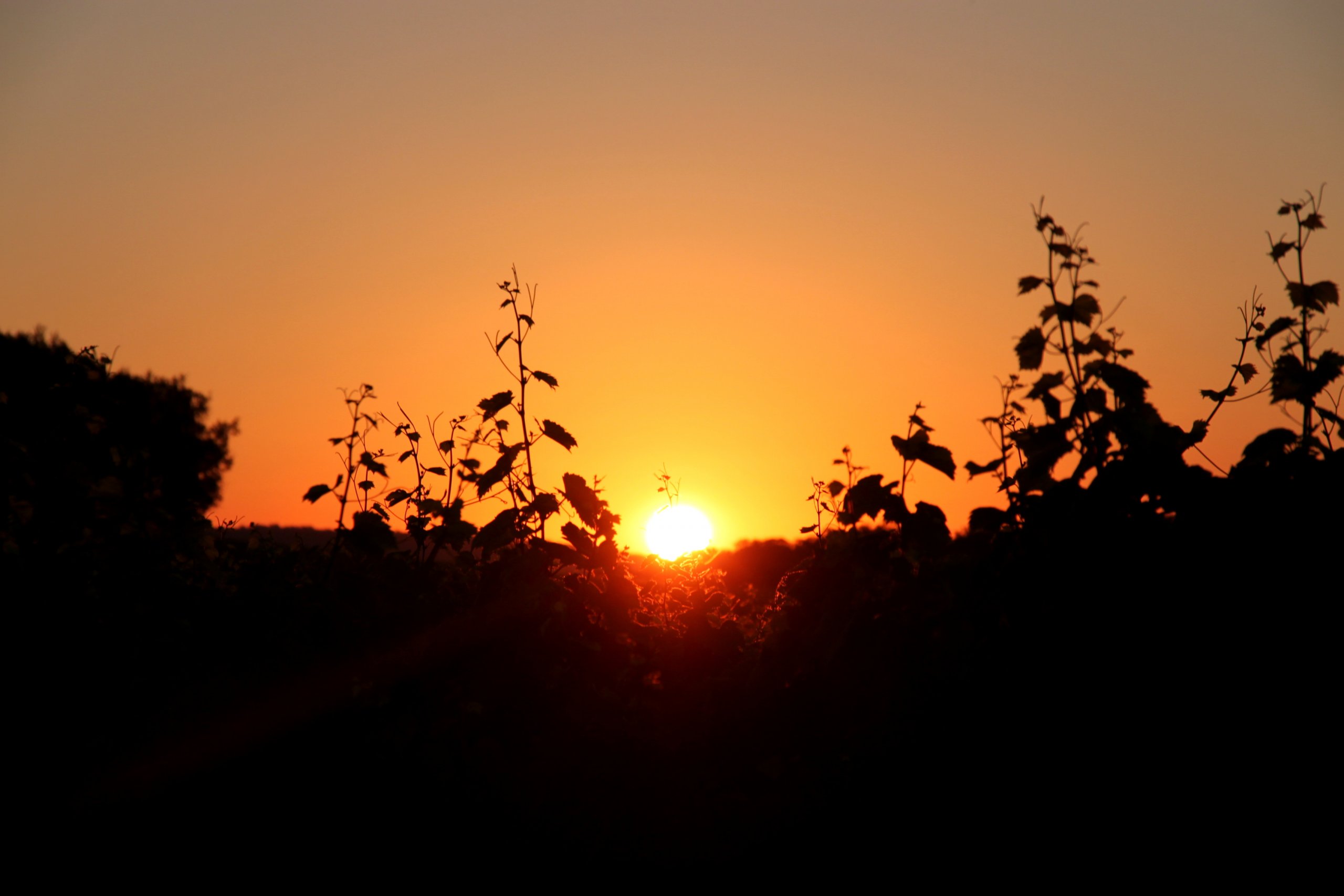 Wallpapers Nature Sunsets and sunrises Lever de soleil au dessus de la vigne