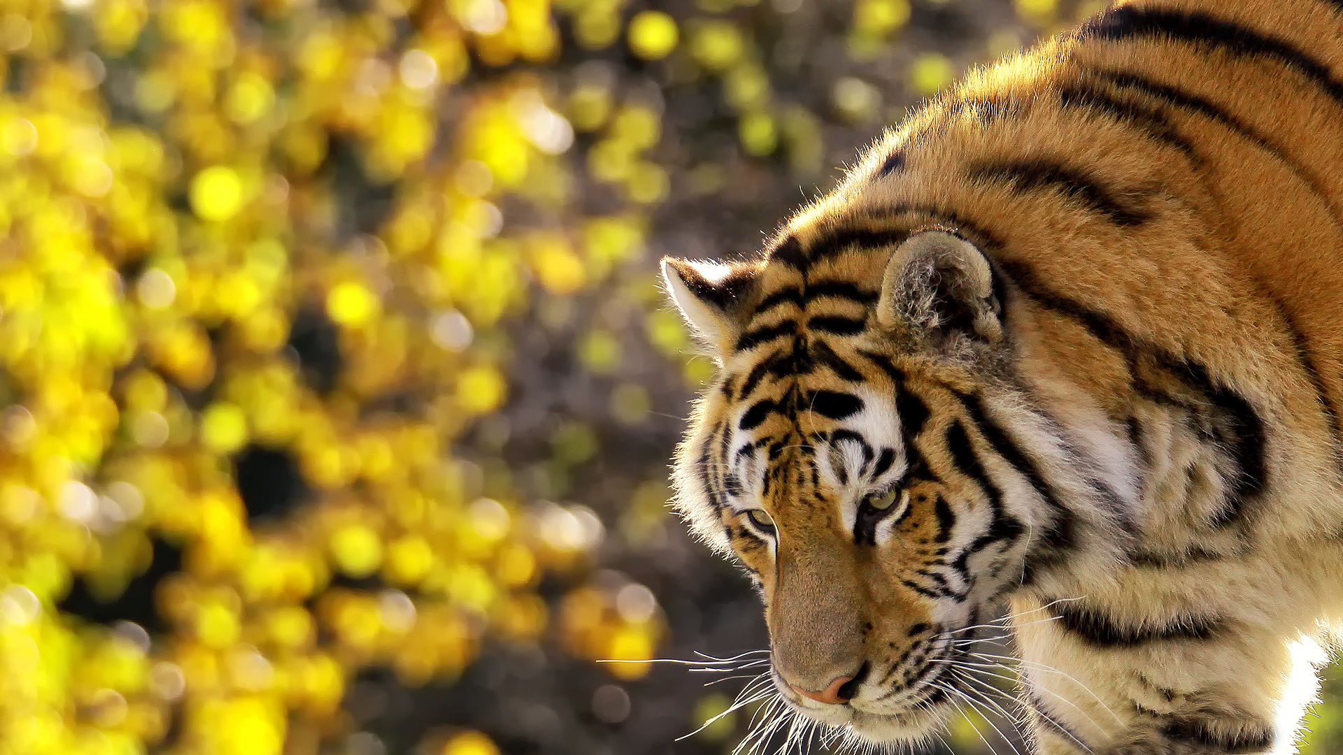 Fonds d'cran Animaux Flins - Tigres 