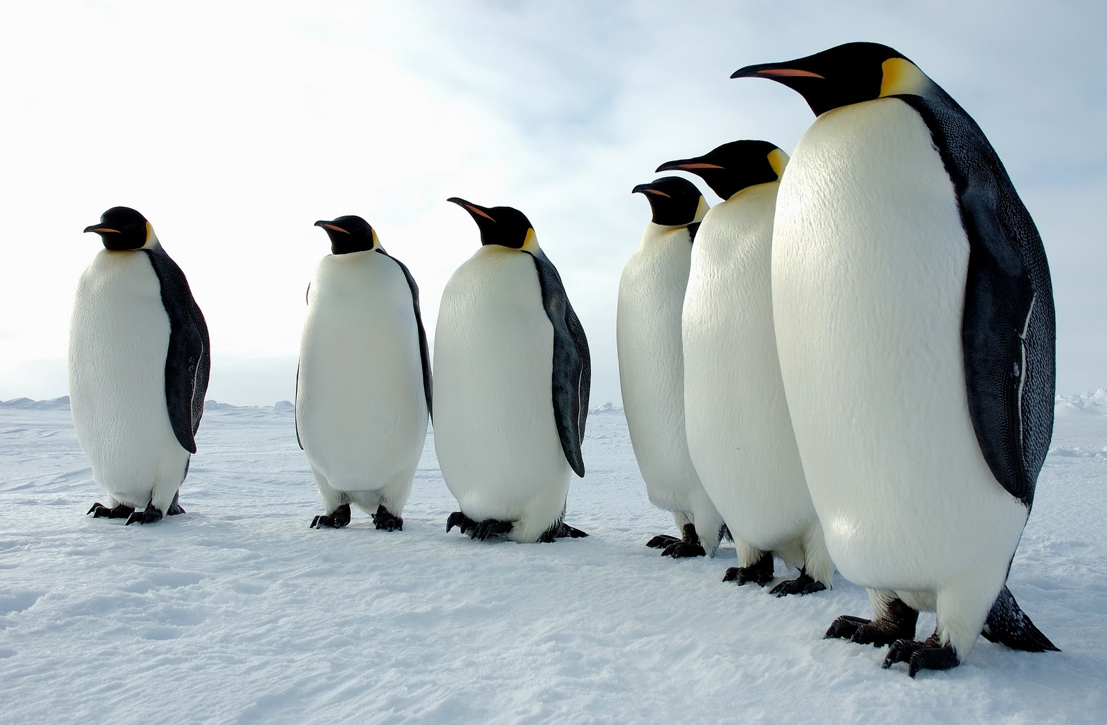 Fonds d'cran Animaux Oiseaux - Pingouins 