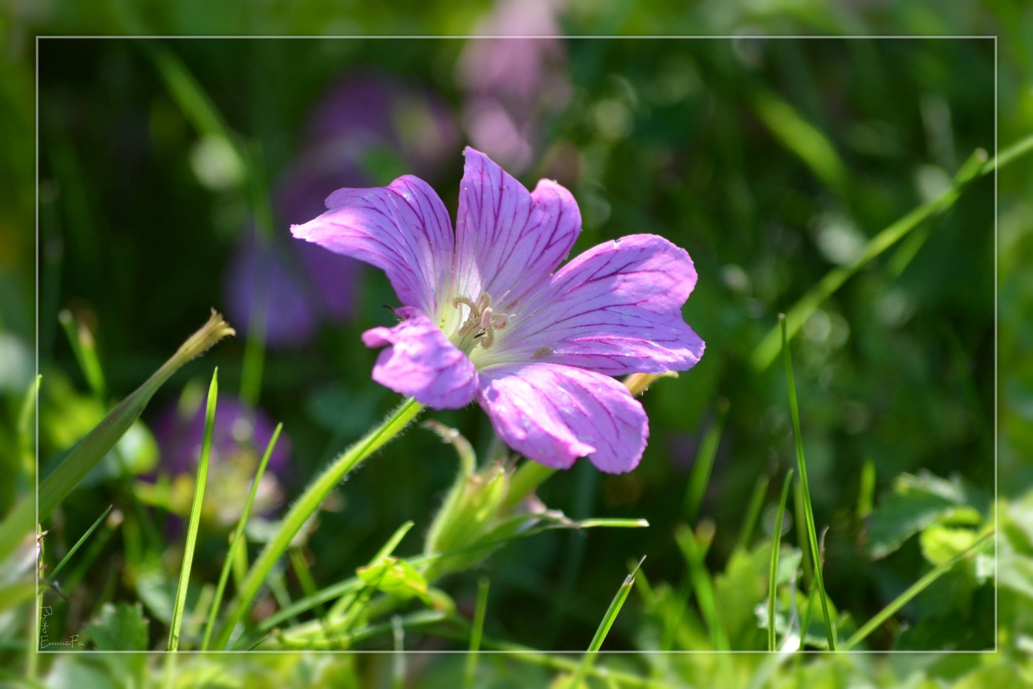 Wallpapers Nature Flowers 