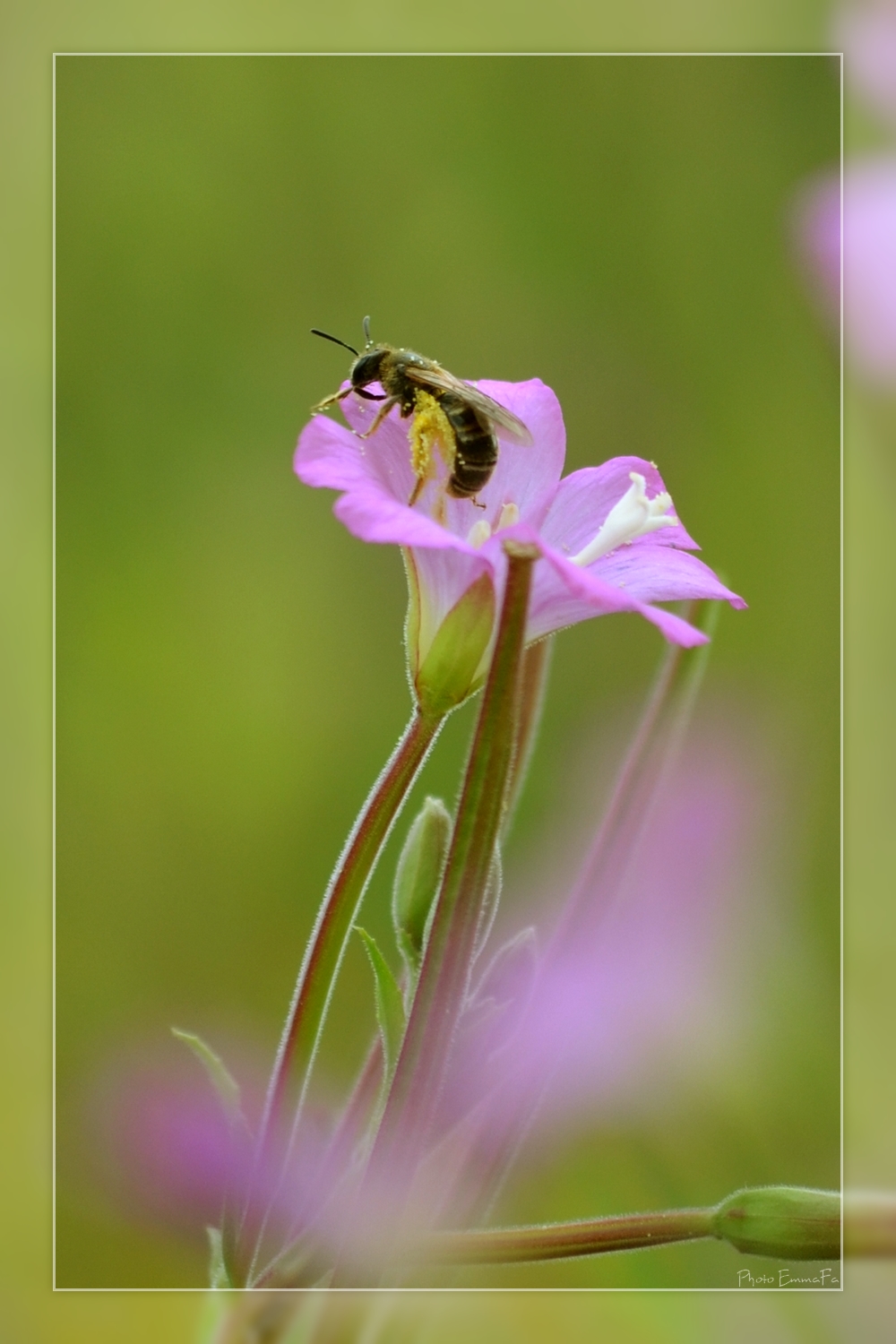 Wallpapers Animals Insects - Bees, Wasps 