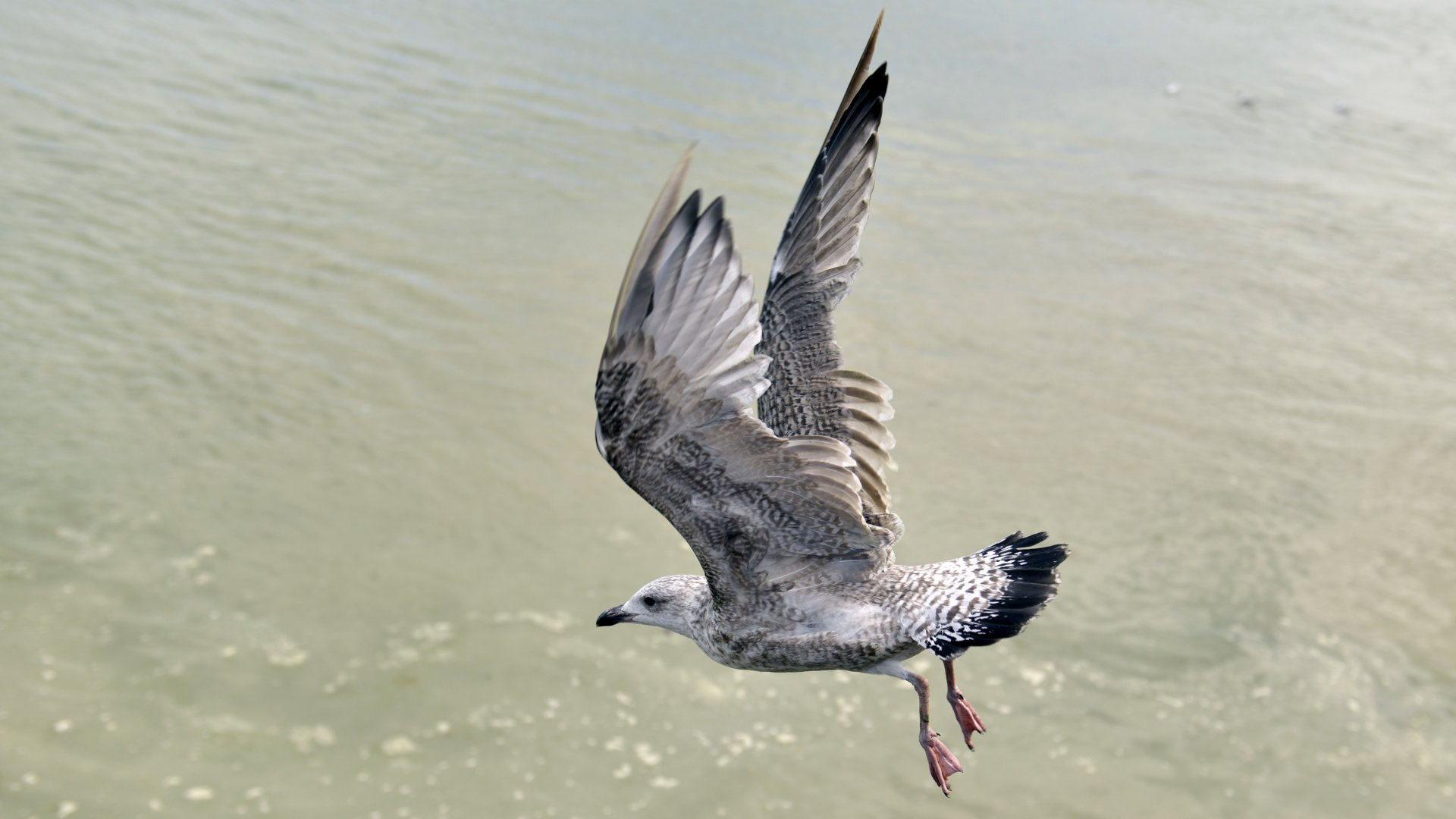 Wallpapers Animals Birds - Gulls Goéland du Tréport (76)