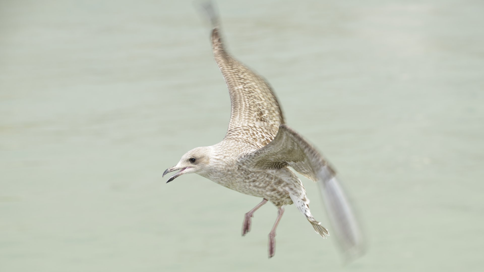 Fonds d'cran Animaux Oiseaux - Mouettes et Golands Goland du Trport (76)