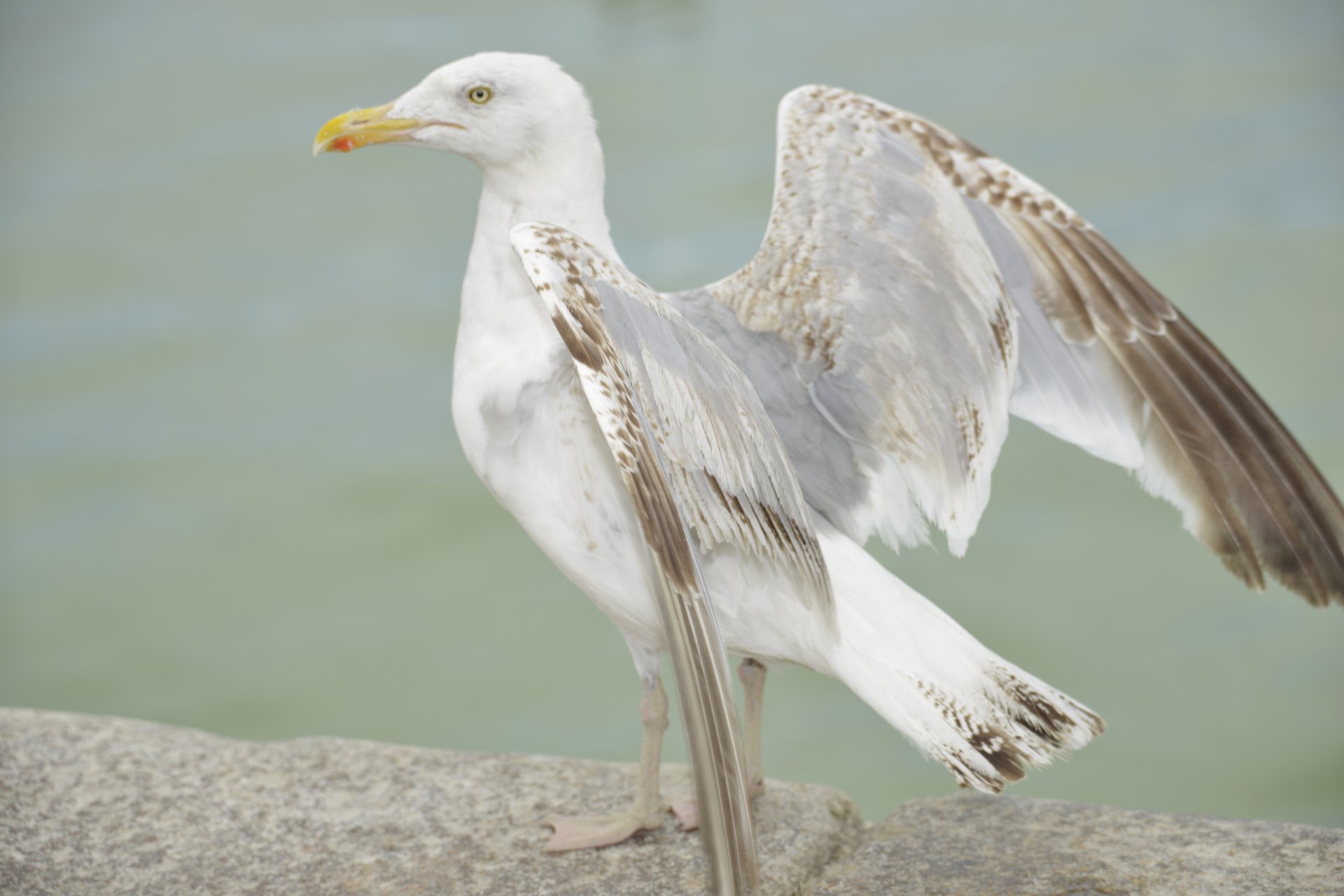 Fonds d'cran Animaux Oiseaux - Mouettes et Golands Goéland du Tréport (76)