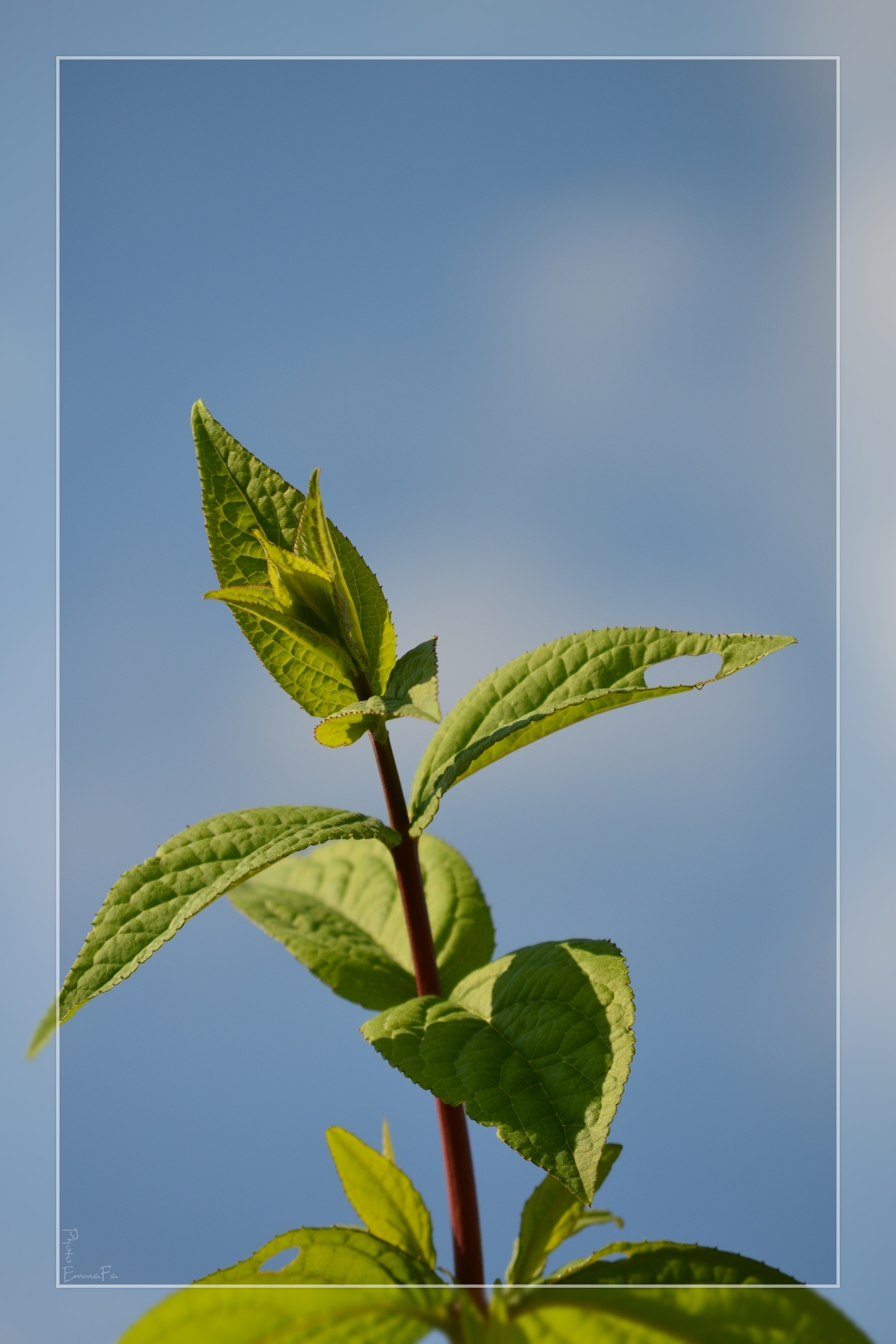 Wallpapers Nature Leaves - Foliage Toujours plus haut