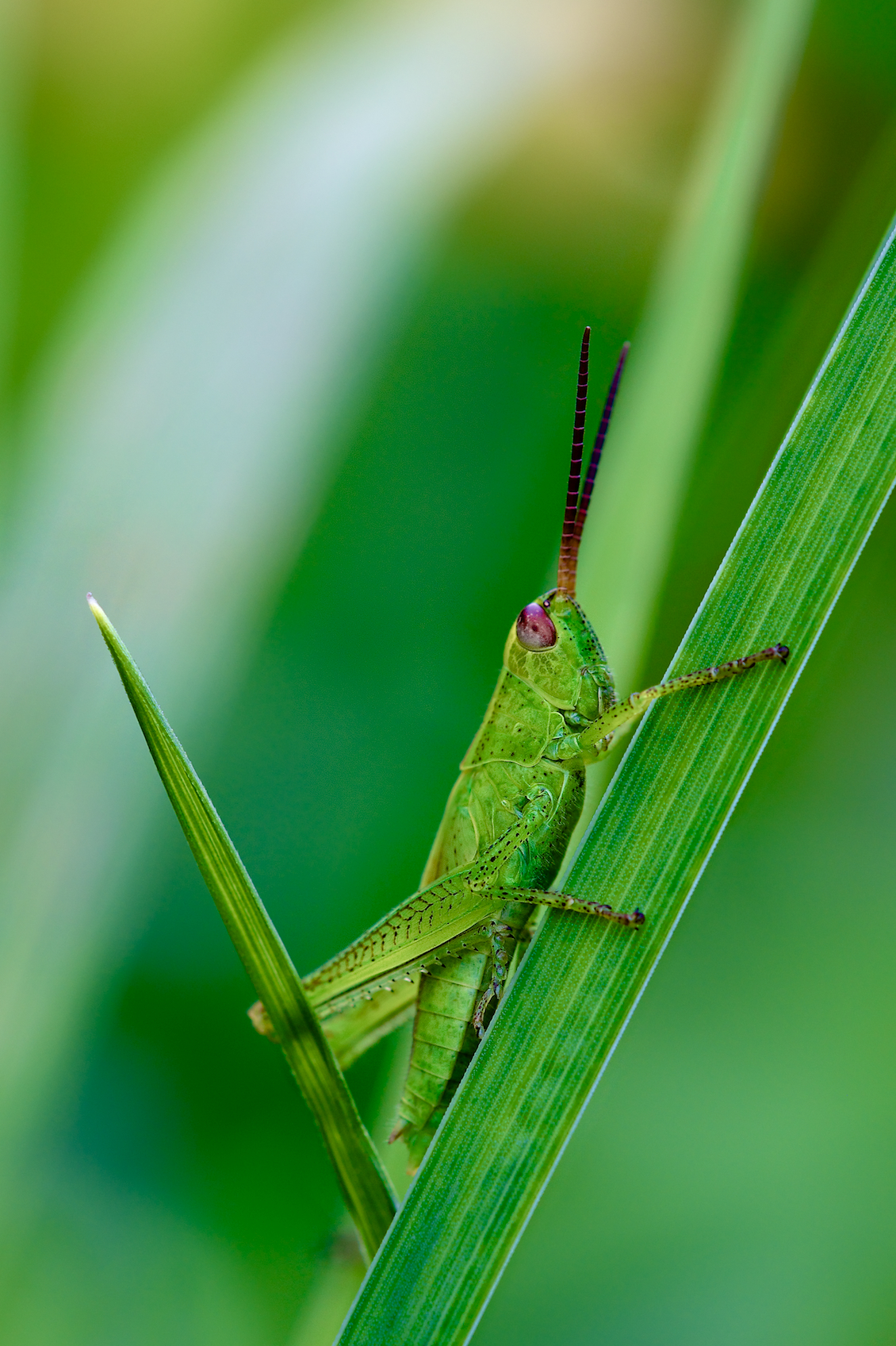 Fonds d'cran Animaux Insectes - Criquets 