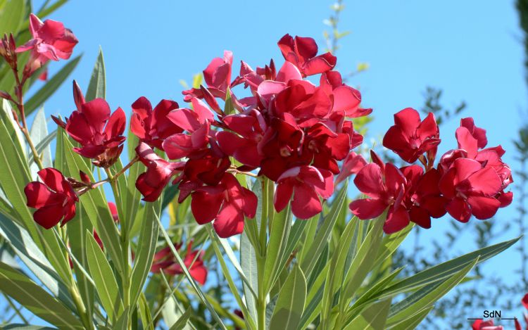 Wallpapers Nature Flowers "LES FLEURS DES VILLES"  VALLON