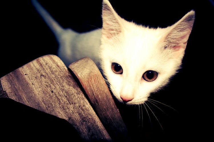 Wallpapers Animals Cats - Kittens hope