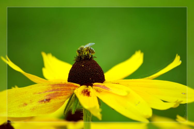 Wallpapers Animals Insects - Bees, Wasps Wallpaper N352920