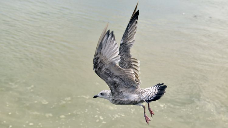 Fonds d'cran Animaux Oiseaux - Mouettes et Golands Goéland du Tréport (76)