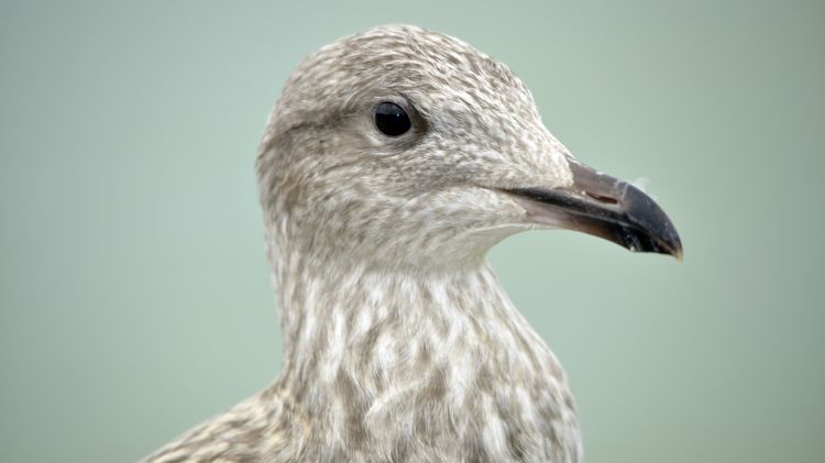 Fonds d'cran Animaux Oiseaux - Mouettes et Golands Goéland du Tréport (76)