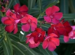  Nature "LES FLEURS DES VILLES"  VALLON