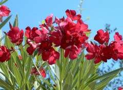  Nature "LES FLEURS DES VILLES"  VALLON