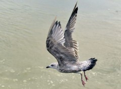  Animaux Goéland du Tréport (76)