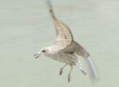  Animaux Goland du Trport (76)