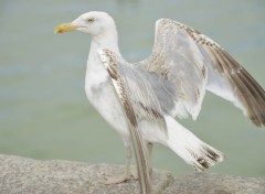  Animaux Goéland du Tréport (76)