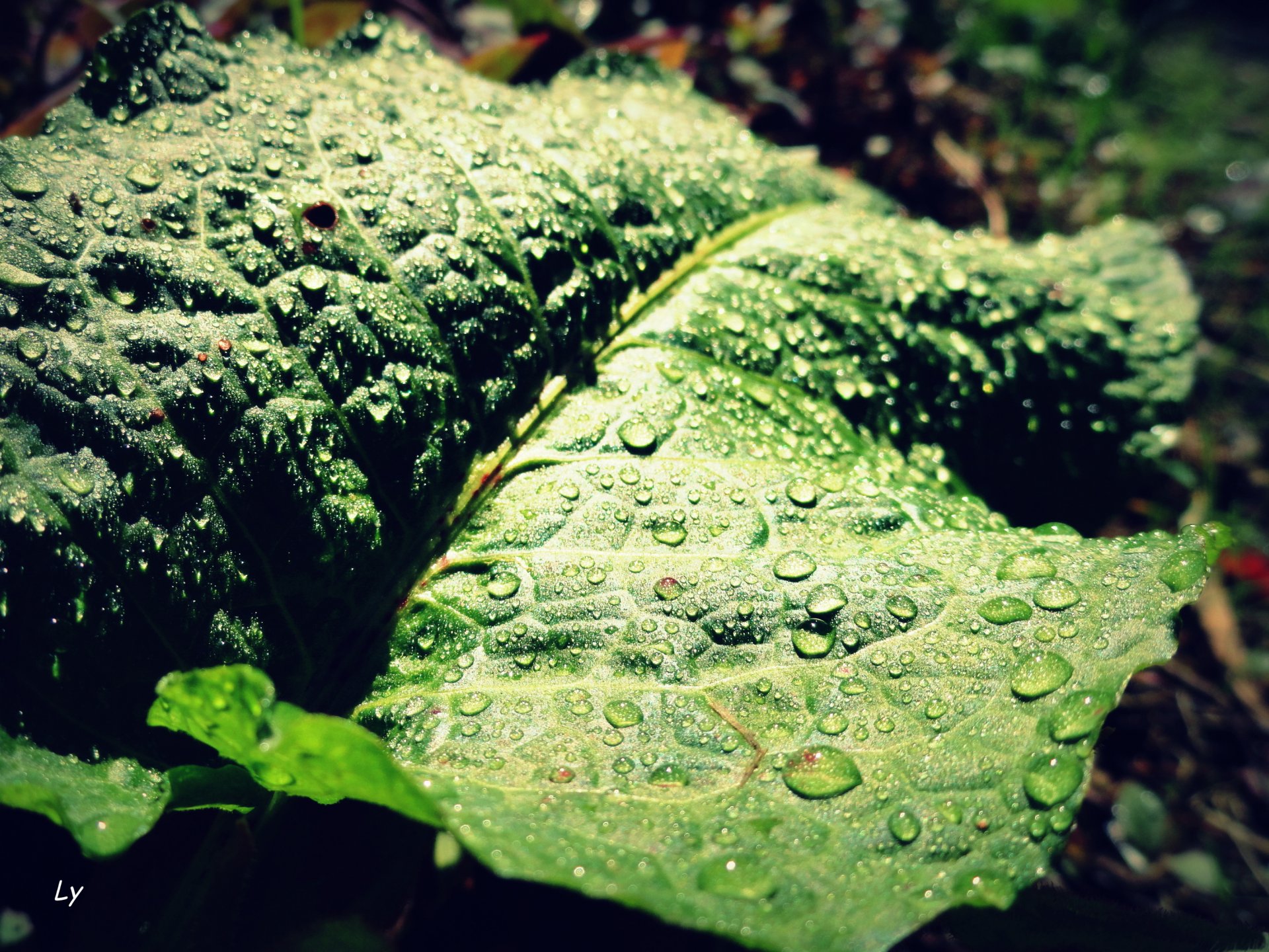 Wallpapers Nature Leaves - Foliage 