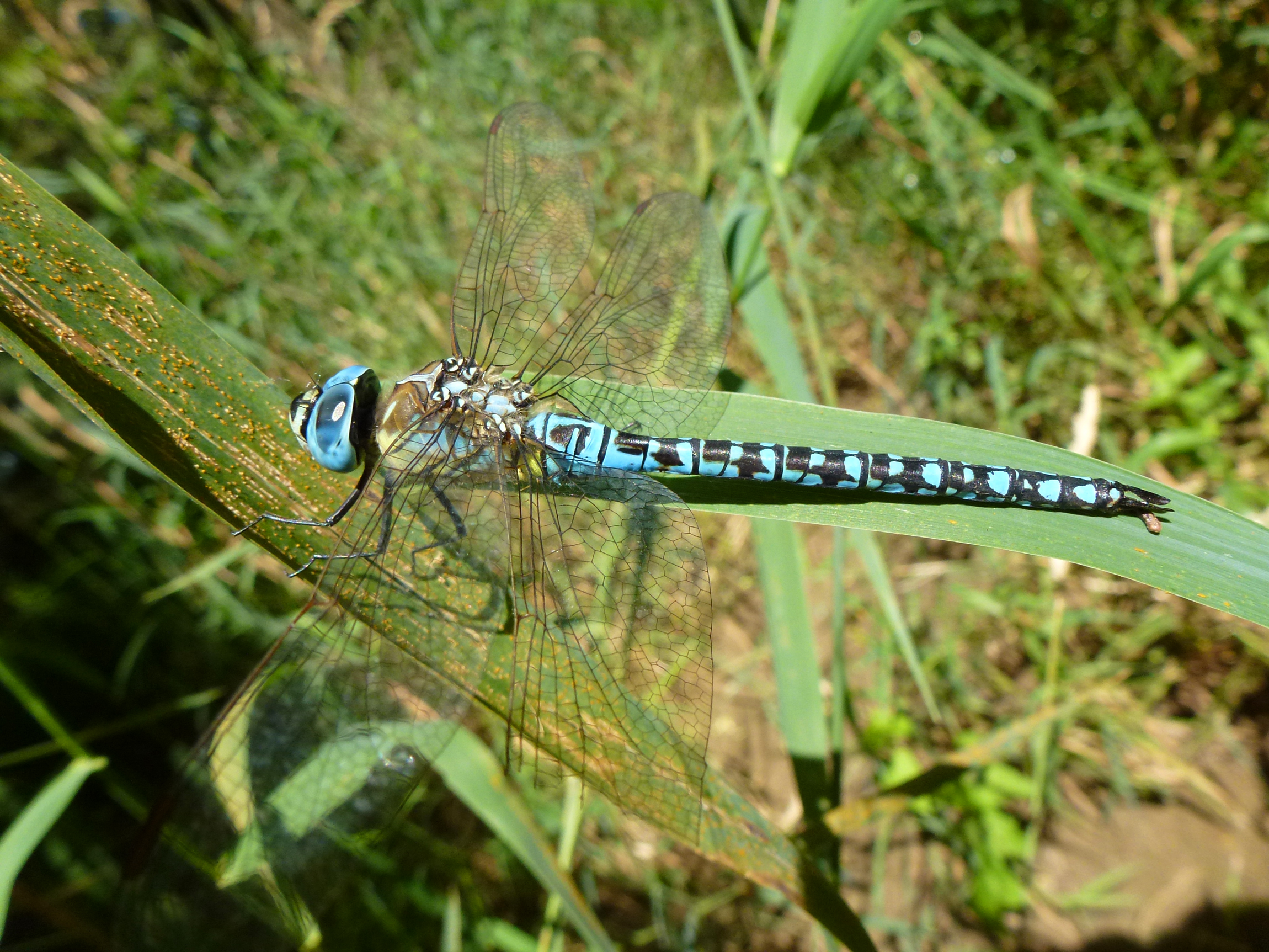 Wallpapers Animals Insects - Dragonflies Aeschne affine