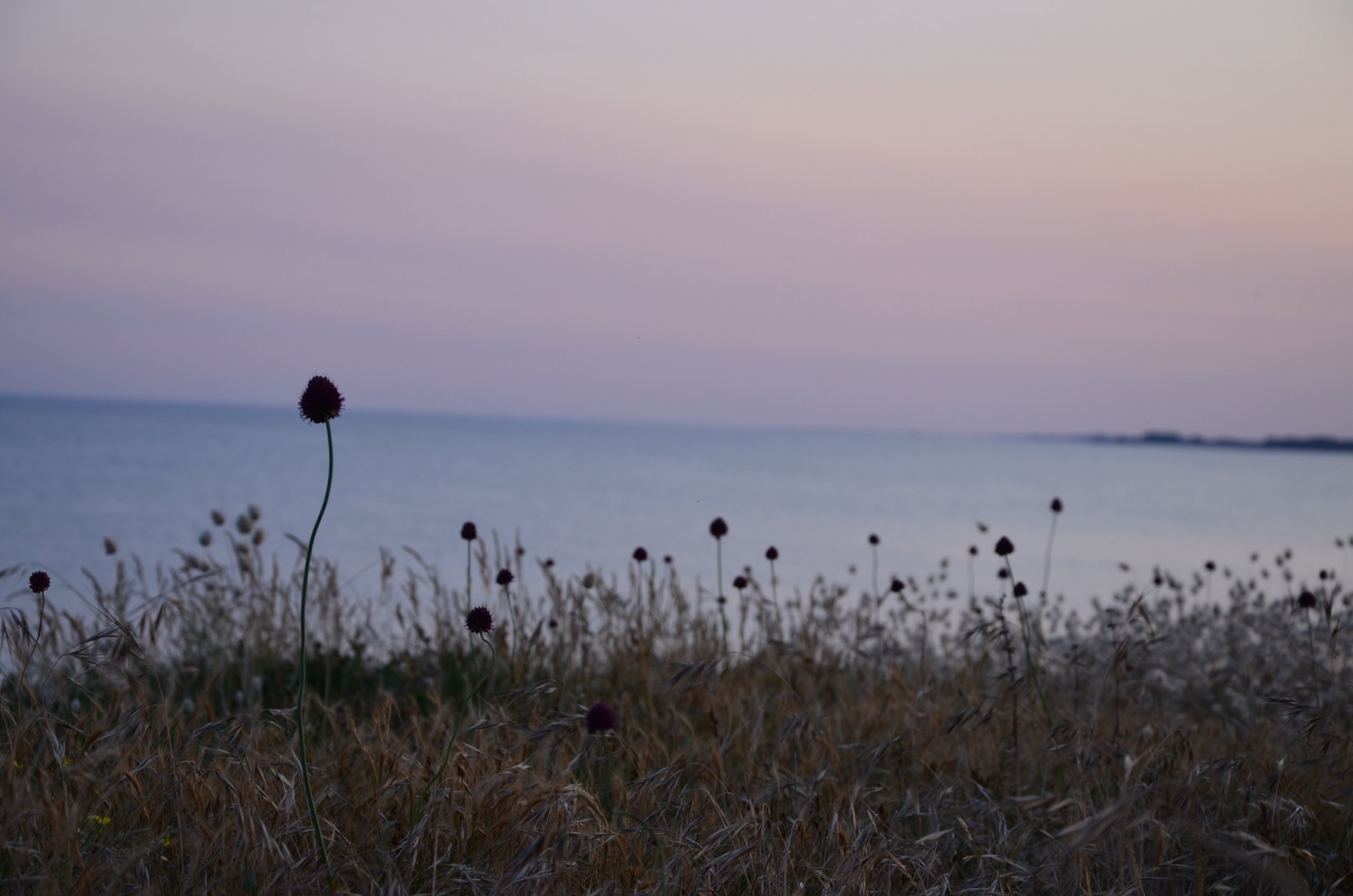 Fonds d'cran Nature Herbes coucher de soleil sur les dunes 