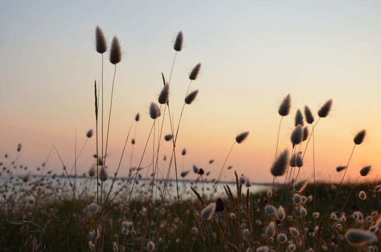 Fonds d'cran Nature Herbes coucher de soleil sur les dunes 