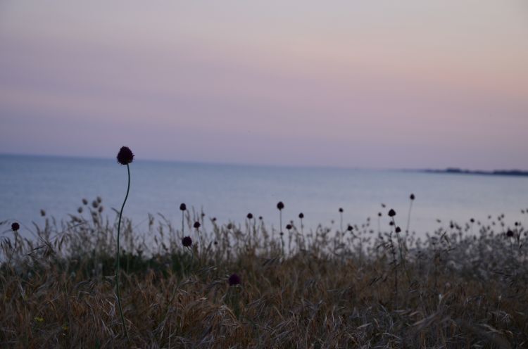 Fonds d'cran Nature Herbes coucher de soleil sur les dunes 