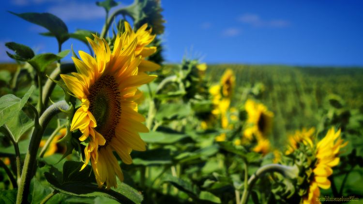 Wallpapers Nature Flowers Petit soleil.