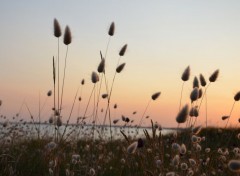  Nature coucher de soleil sur les dunes 