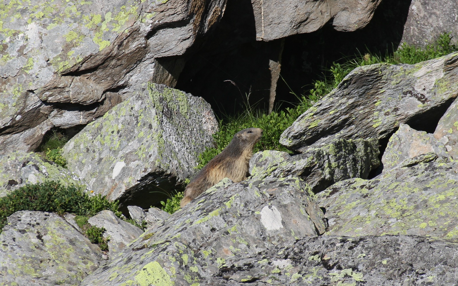 Fonds d'cran Animaux Marmottes Marmottes