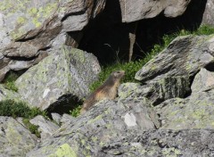  Animals Marmottes