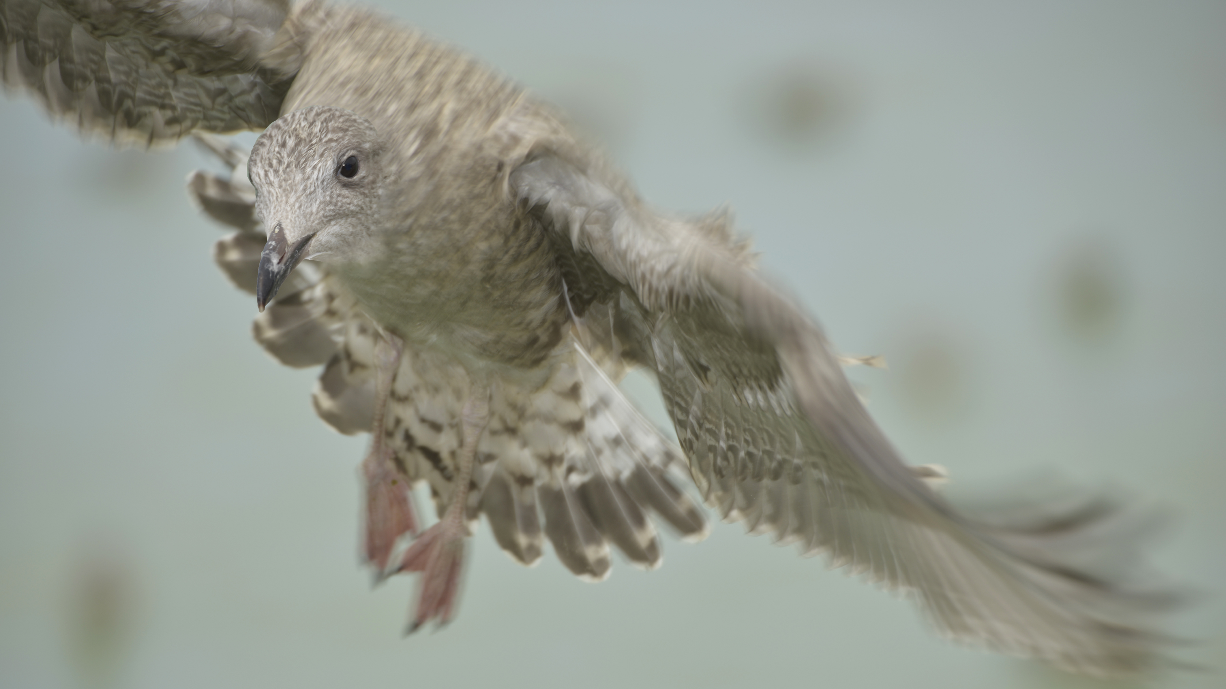 Fonds d'cran Animaux Oiseaux - Mouettes et Golands En plein vol sur le Tréport (76)