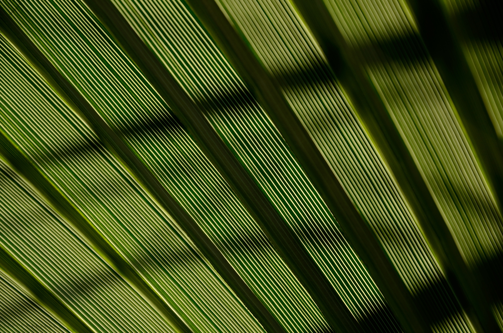 Fonds d'cran Nature Feuilles - Feuillages 