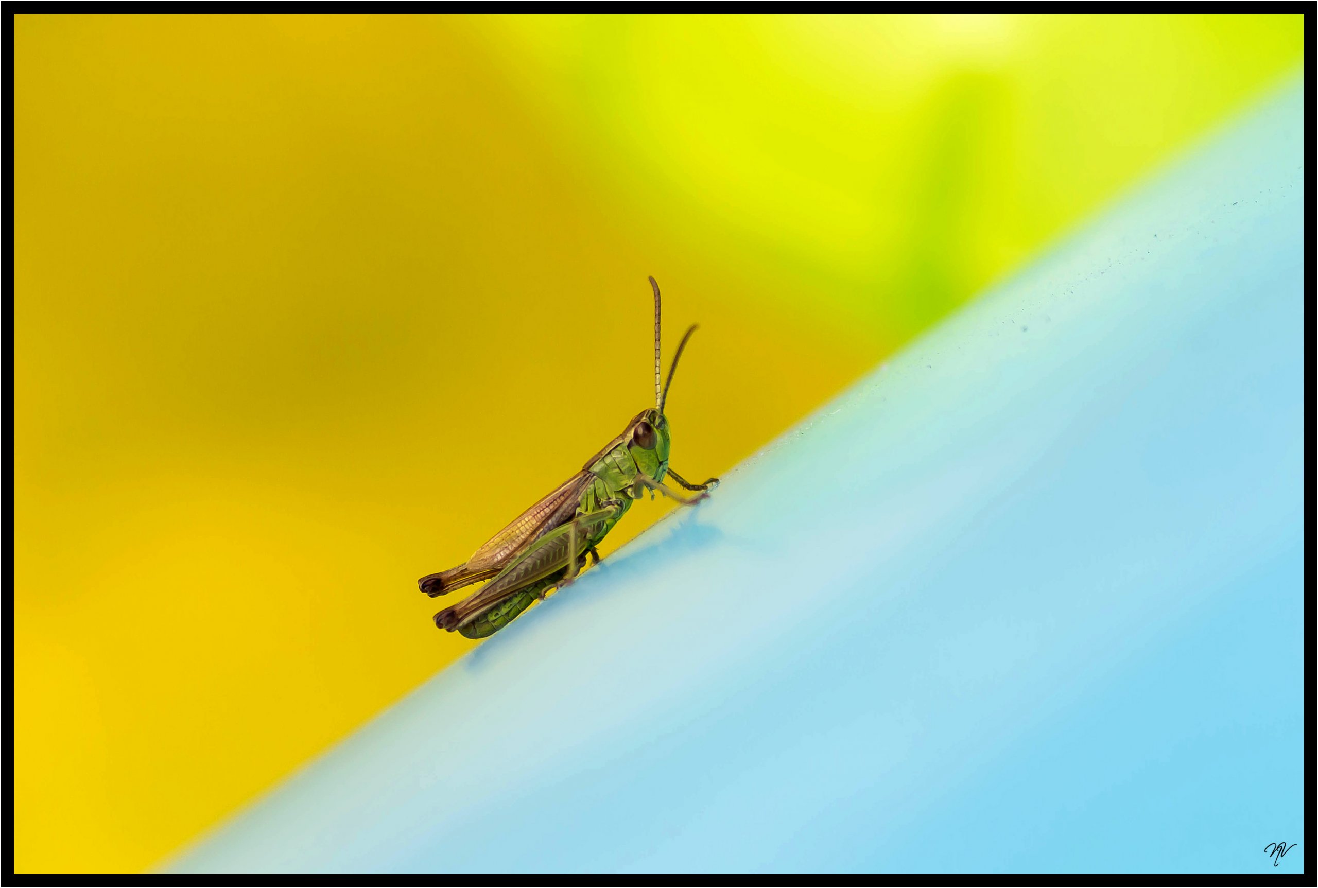 Fonds d'cran Animaux Insectes - Sauterelles et Criquets macro de jardin