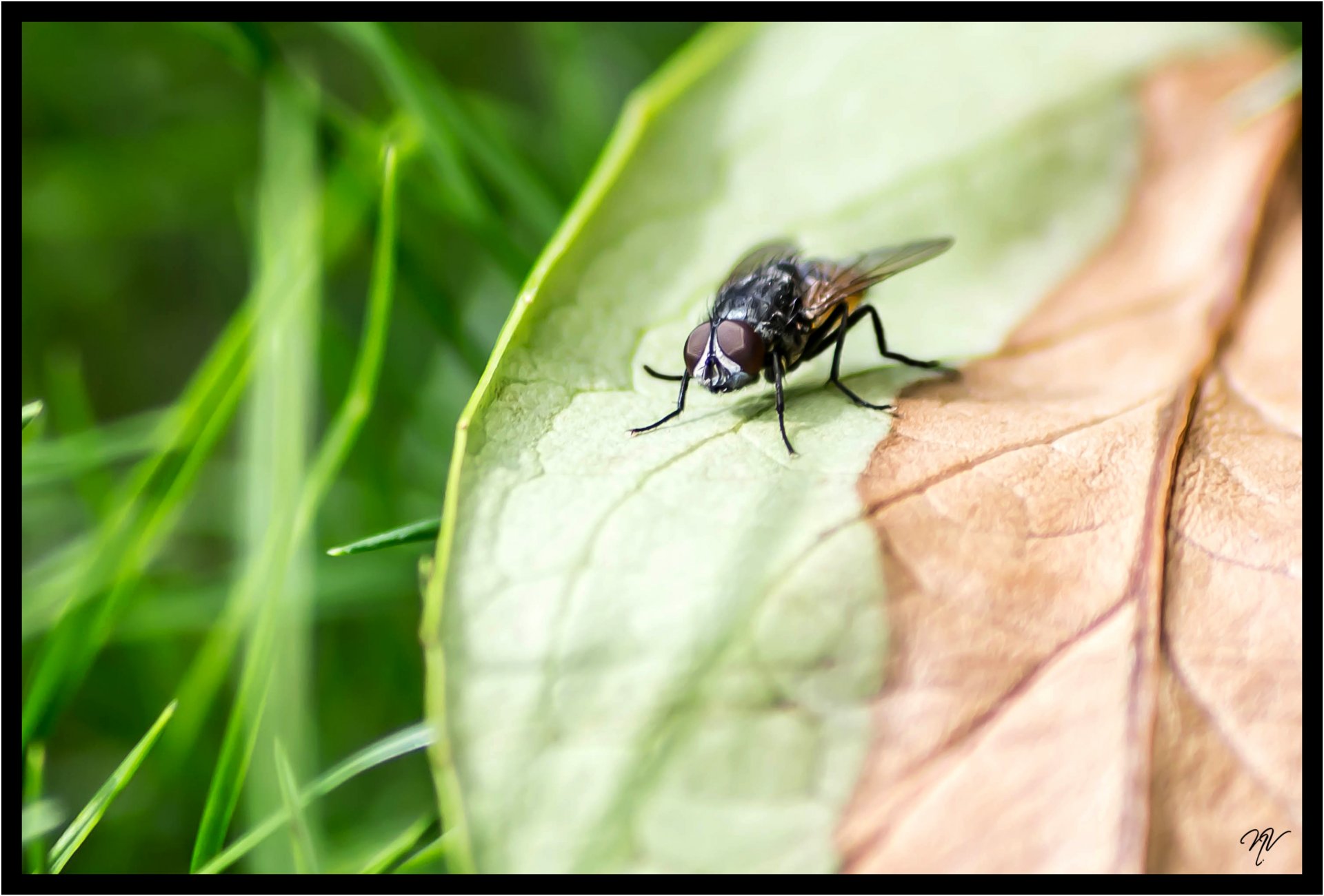 Wallpapers Animals Insects - Flies macro de jardin