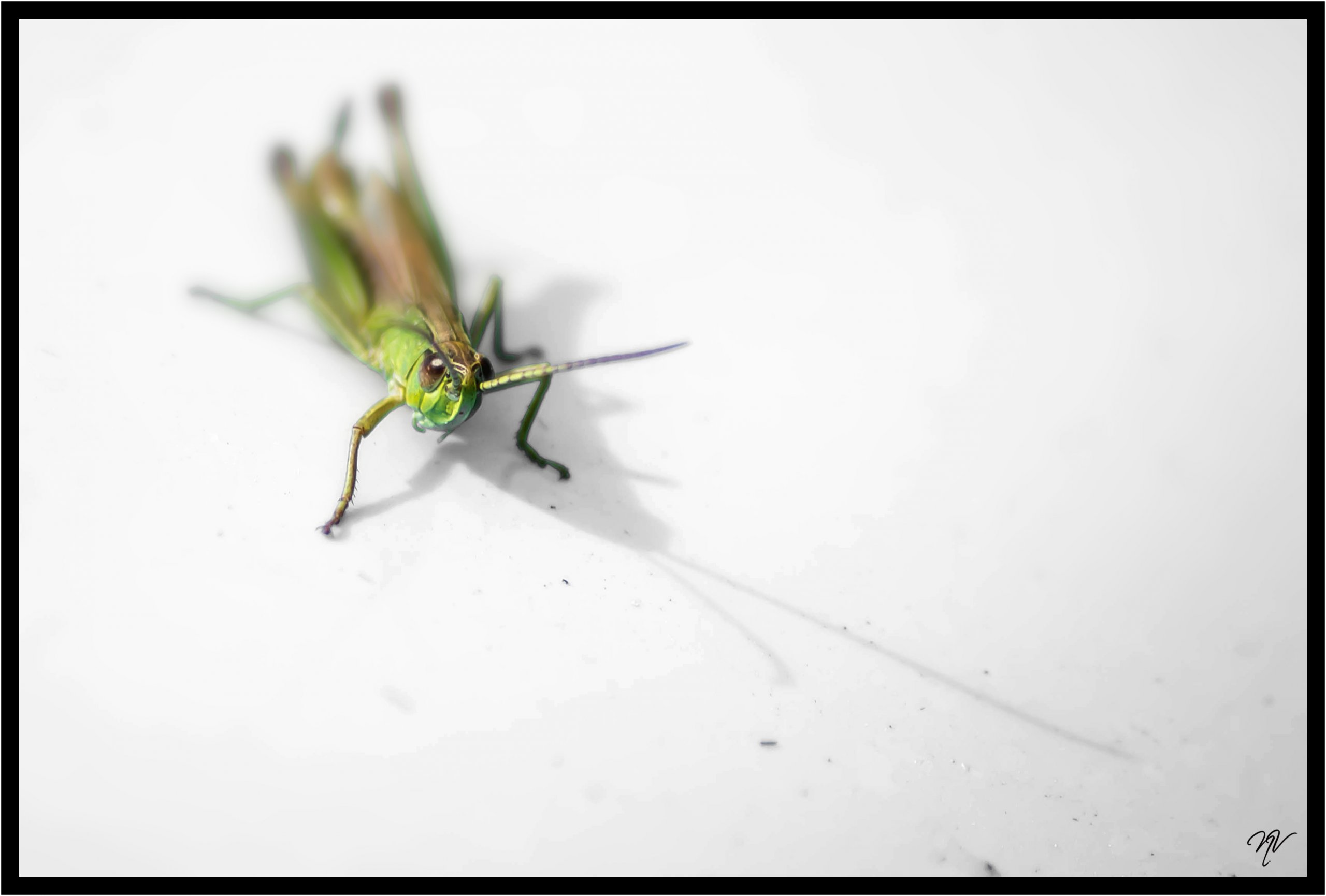 Wallpapers Animals Insects - Grasshoppers and Locusts macro de jardin