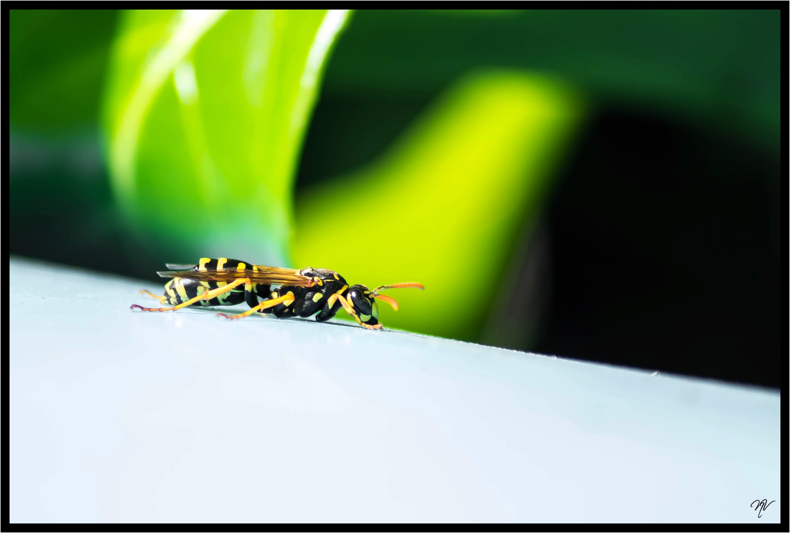 Fonds d'cran Animaux Insectes - Abeilles Guêpes ... macro de jardin