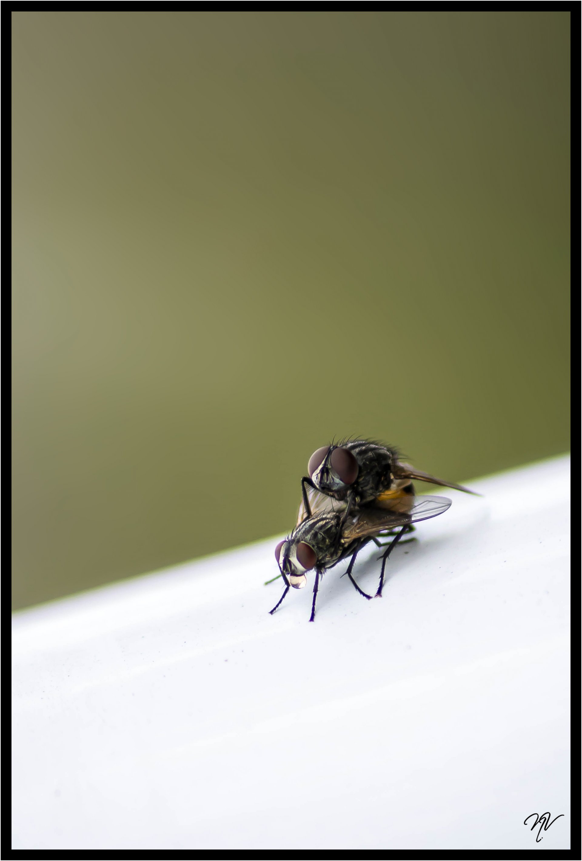 Wallpapers Animals Insects - Flies macro de jardin