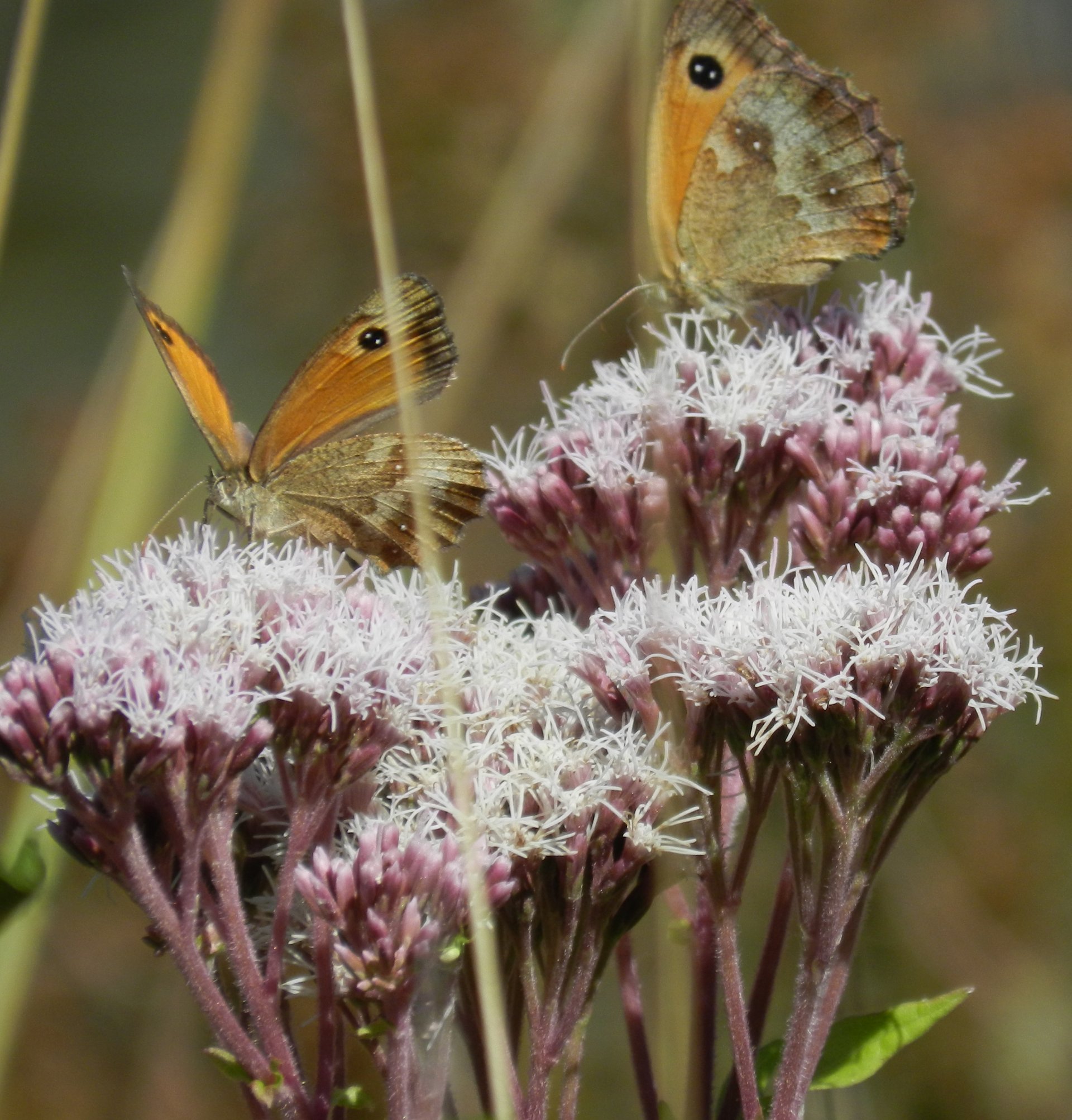 Fonds d'cran Animaux Insectes - Papillons 