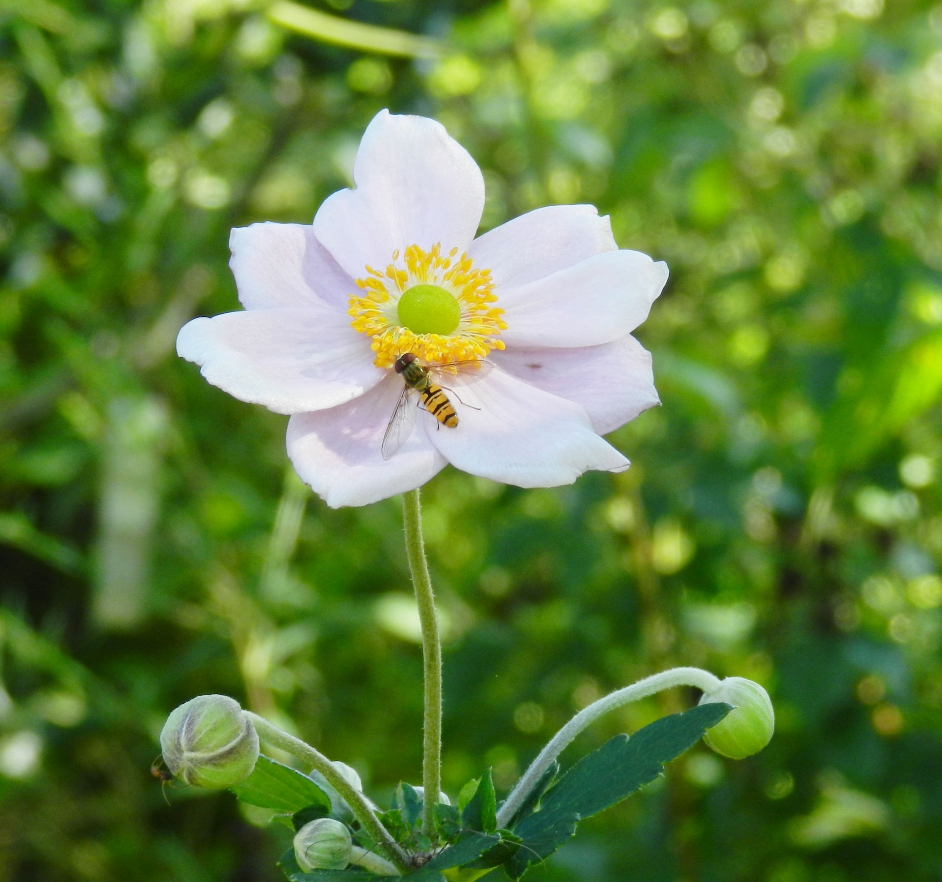 Wallpapers Nature Flowers 