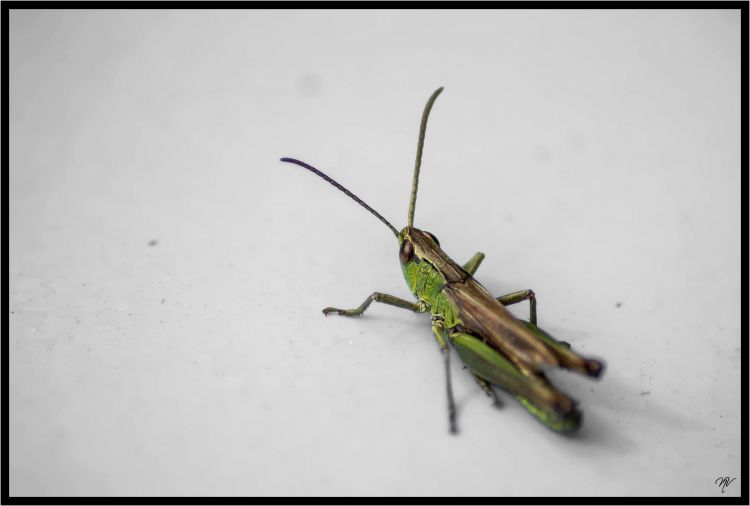 Fonds d'cran Animaux Insectes - Sauterelles et Criquets macro de jardin