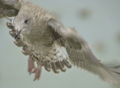  Animaux En plein vol sur le Tréport (76)