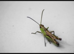  Animaux macro de jardin