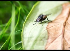  Animaux macro de jardin