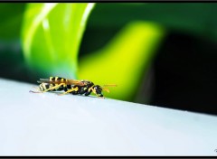  Animaux macro de jardin