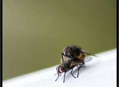  Animaux macro de jardin