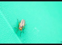  Animaux macro de jardin